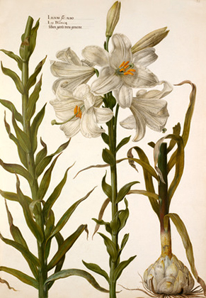 Lilium flo: albo (c.1630)