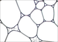 Oil/water/surfactant mixture (400x), by Andrew Childs (2006)