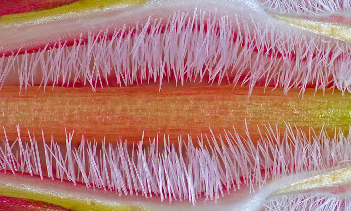 Pistil of the flower of Adenium obesum (10x), by José R. Almodóvar (2012)