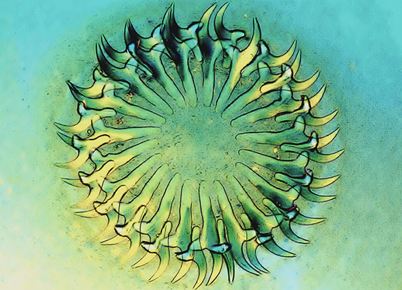 Scolex (head) of Cysticercus psiformis tapeworm (100x), by Christian Gautier (2004)