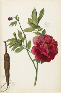 Paeonia, Piuoine (1620s-30s)