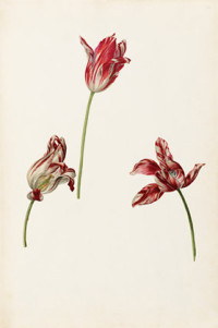 Tulipa 'Semper Augustus' (1620s-30s)