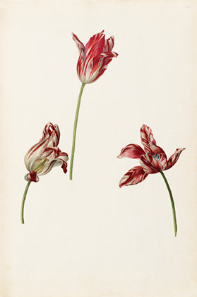 Tulipa 'Semper Augustus' (1620s-30s)