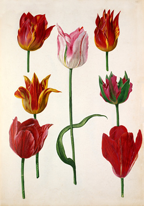 Tulipa cultivars (c.1630)
