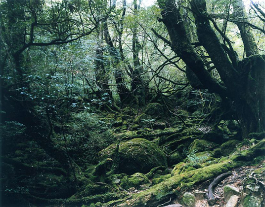 Paradise 13, Yakushima, Japan (1999)
