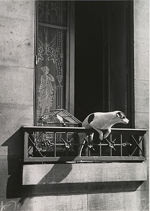 The Concierge's Dog, Paris (1929)