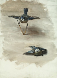 Studies of a Dead Bird (1878)