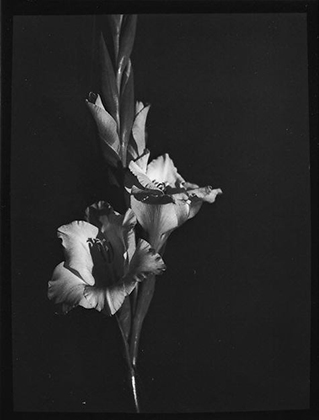 Gladiola, Darien, Connecticut (1929-30)